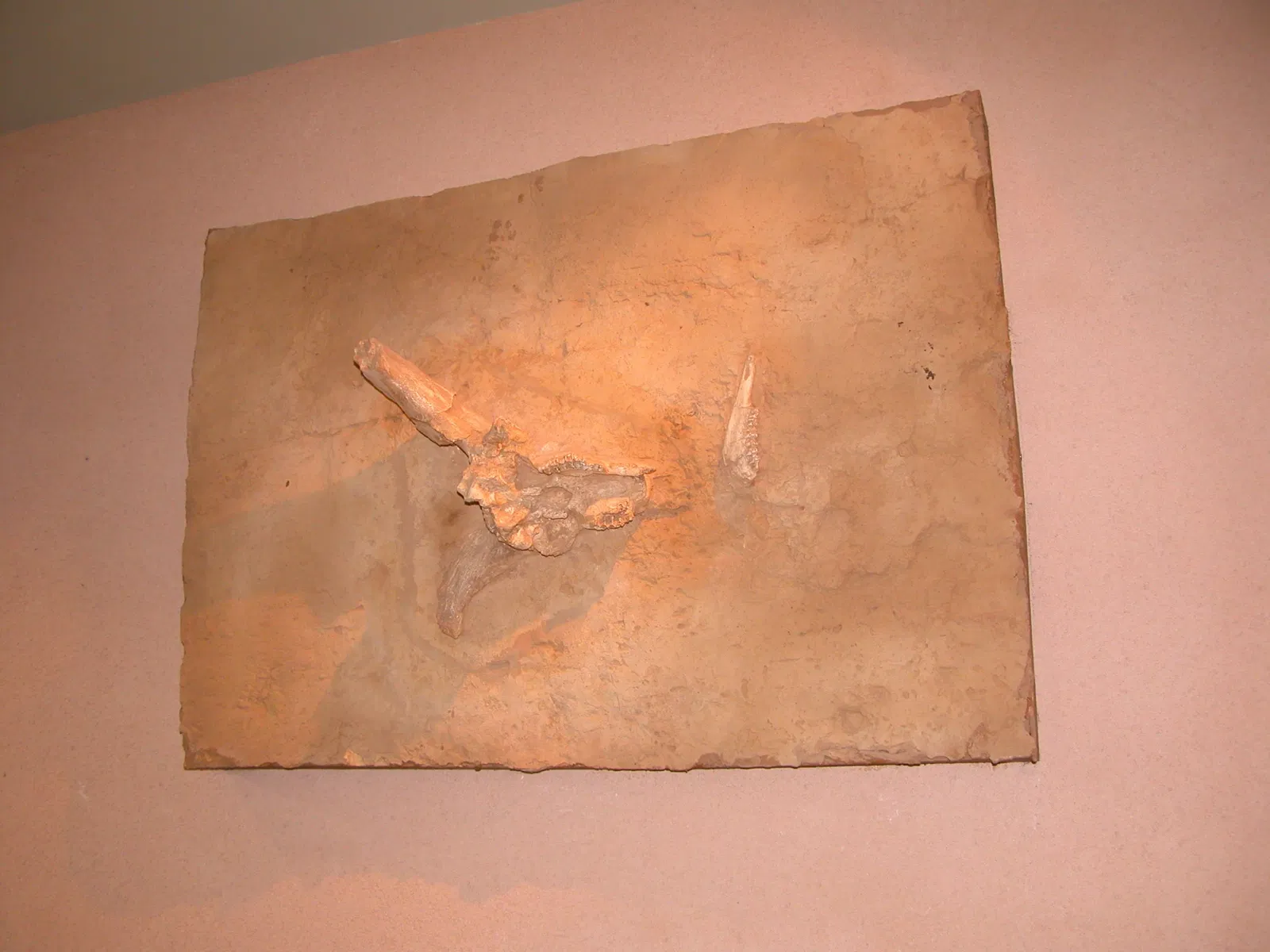 Musée de Préhistoire de Tautavel