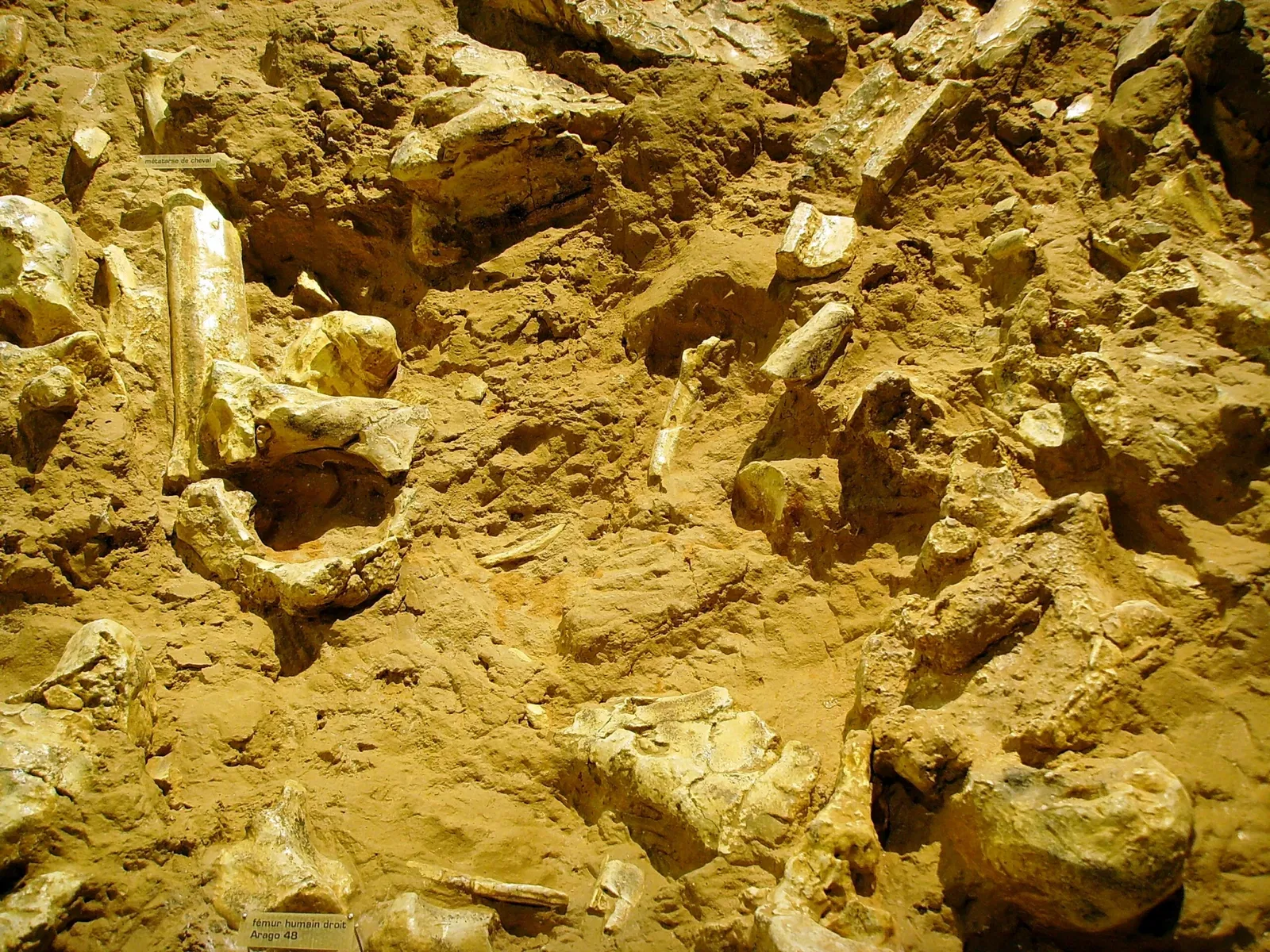 Museum of Préhistory Tautavel