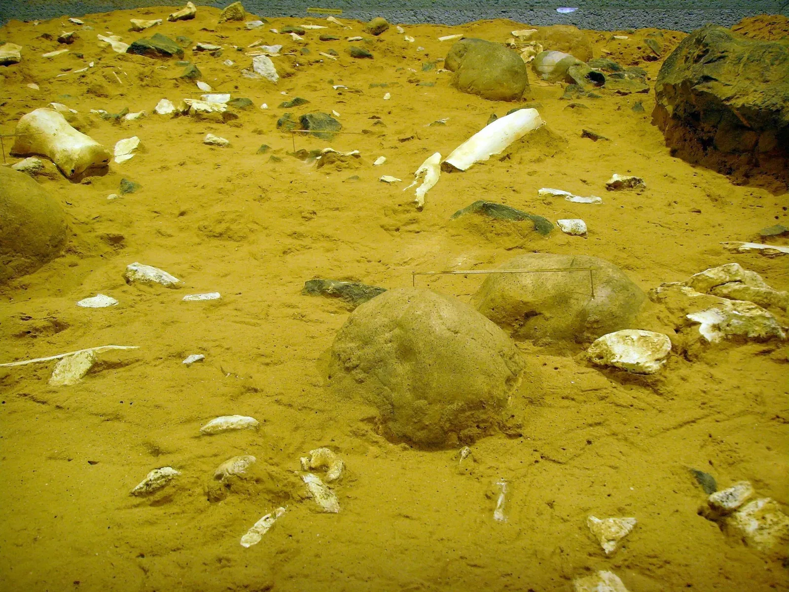 Musée de Préhistoire de Tautavel