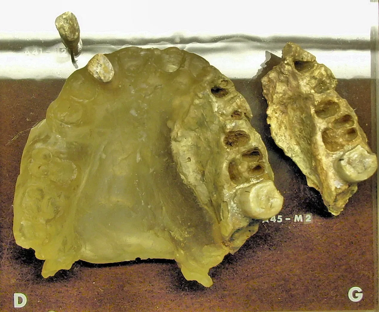 Musée de Préhistoire de Tautavel