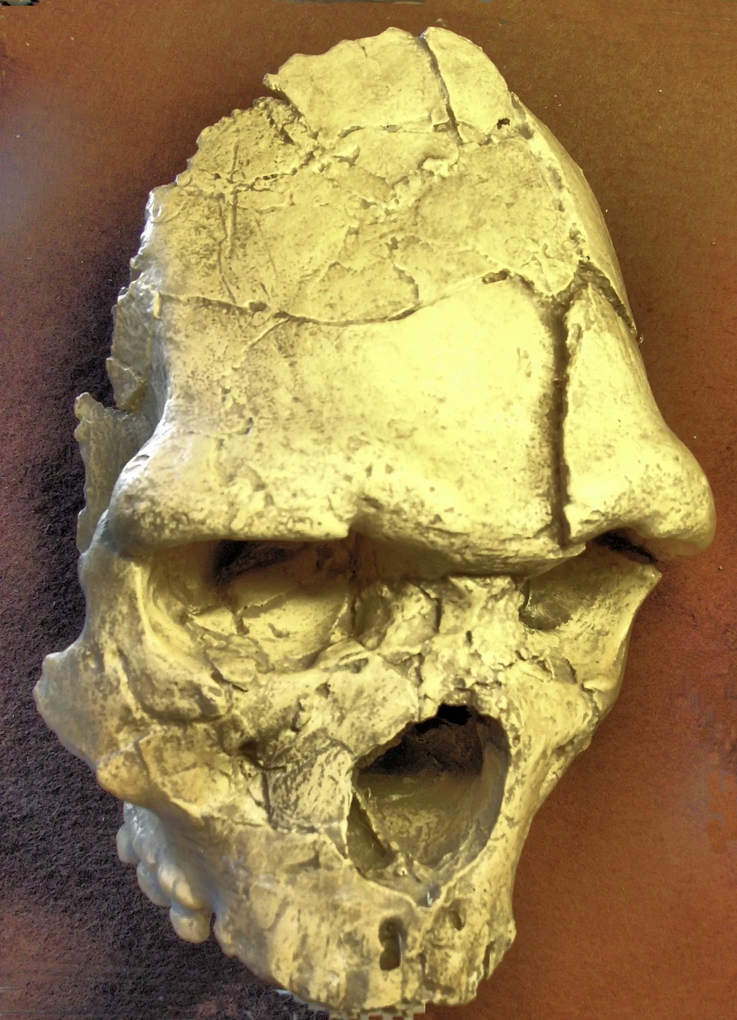 Musée de Préhistoire de Tautavel