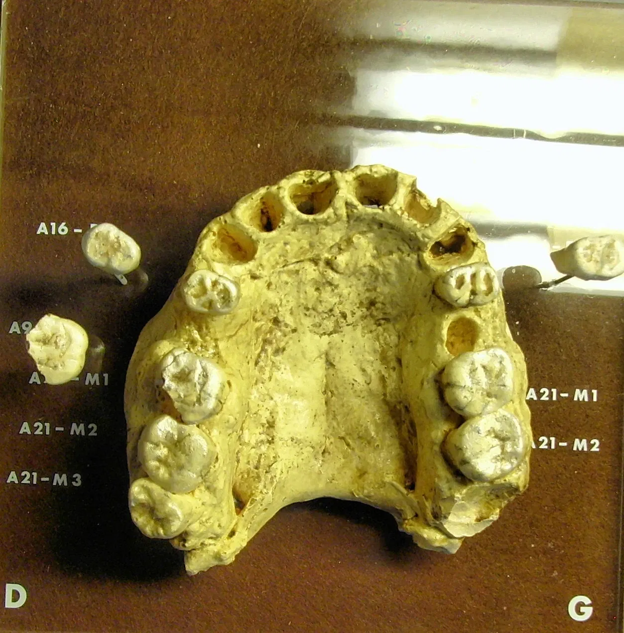 Musée de Préhistoire de Tautavel