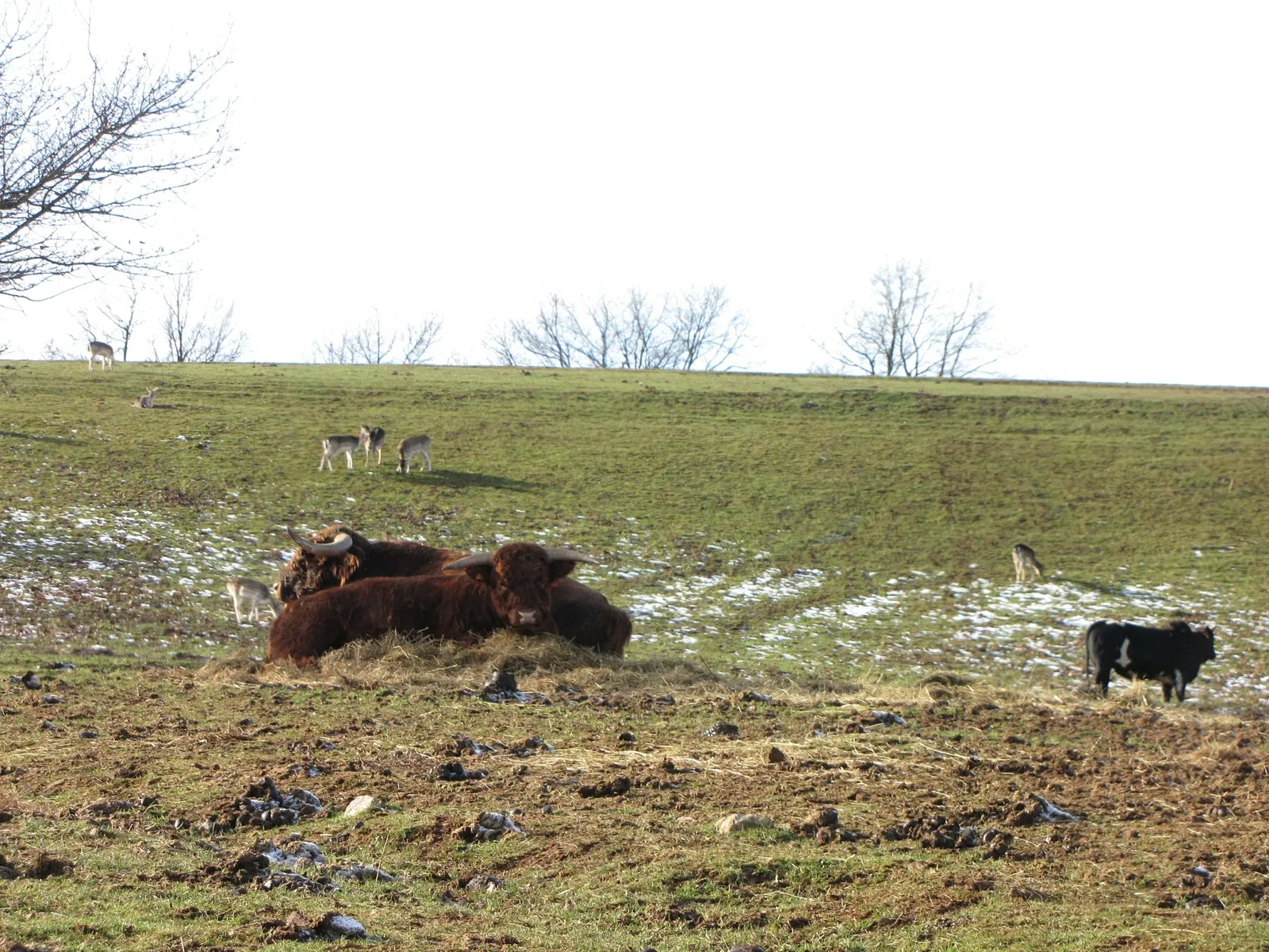 The Three Valleys Zoo