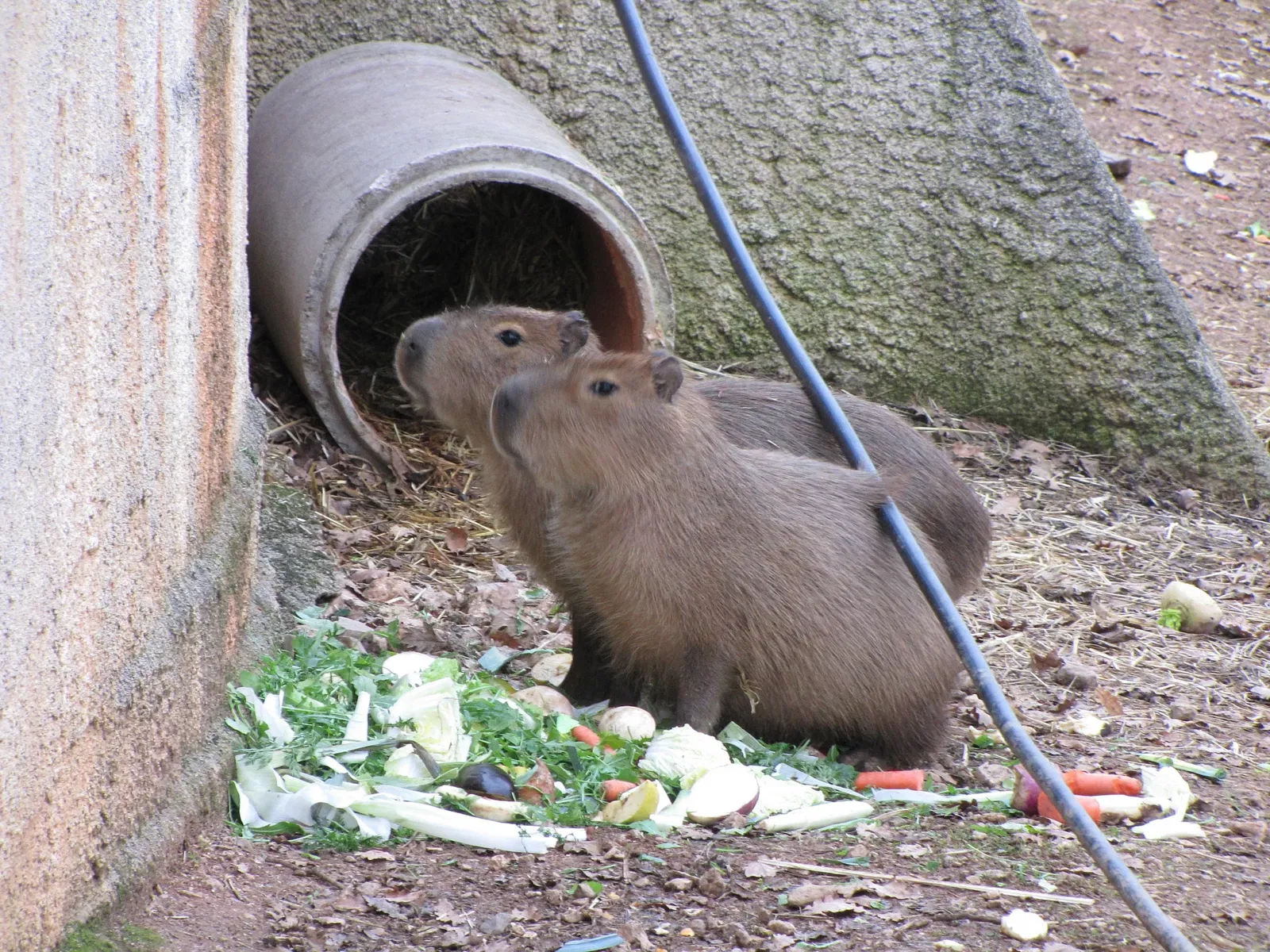 Zoo des 3 Vallées