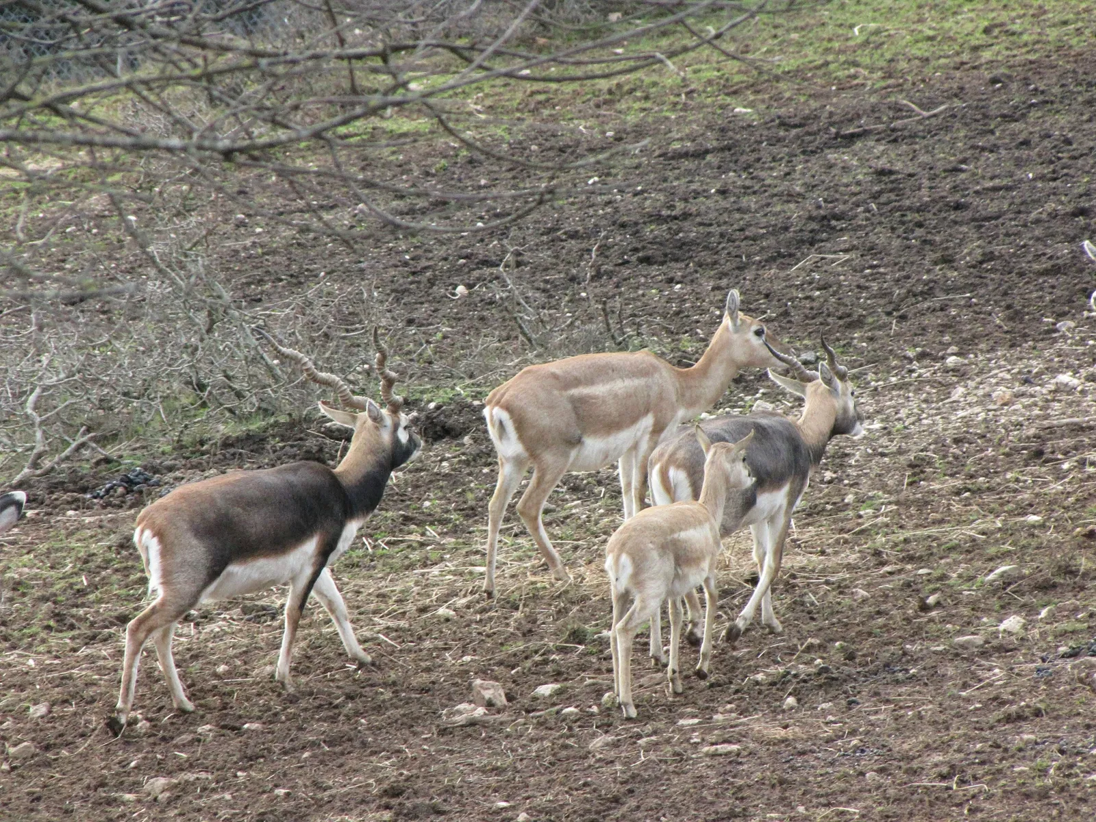 The Three Valleys Zoo