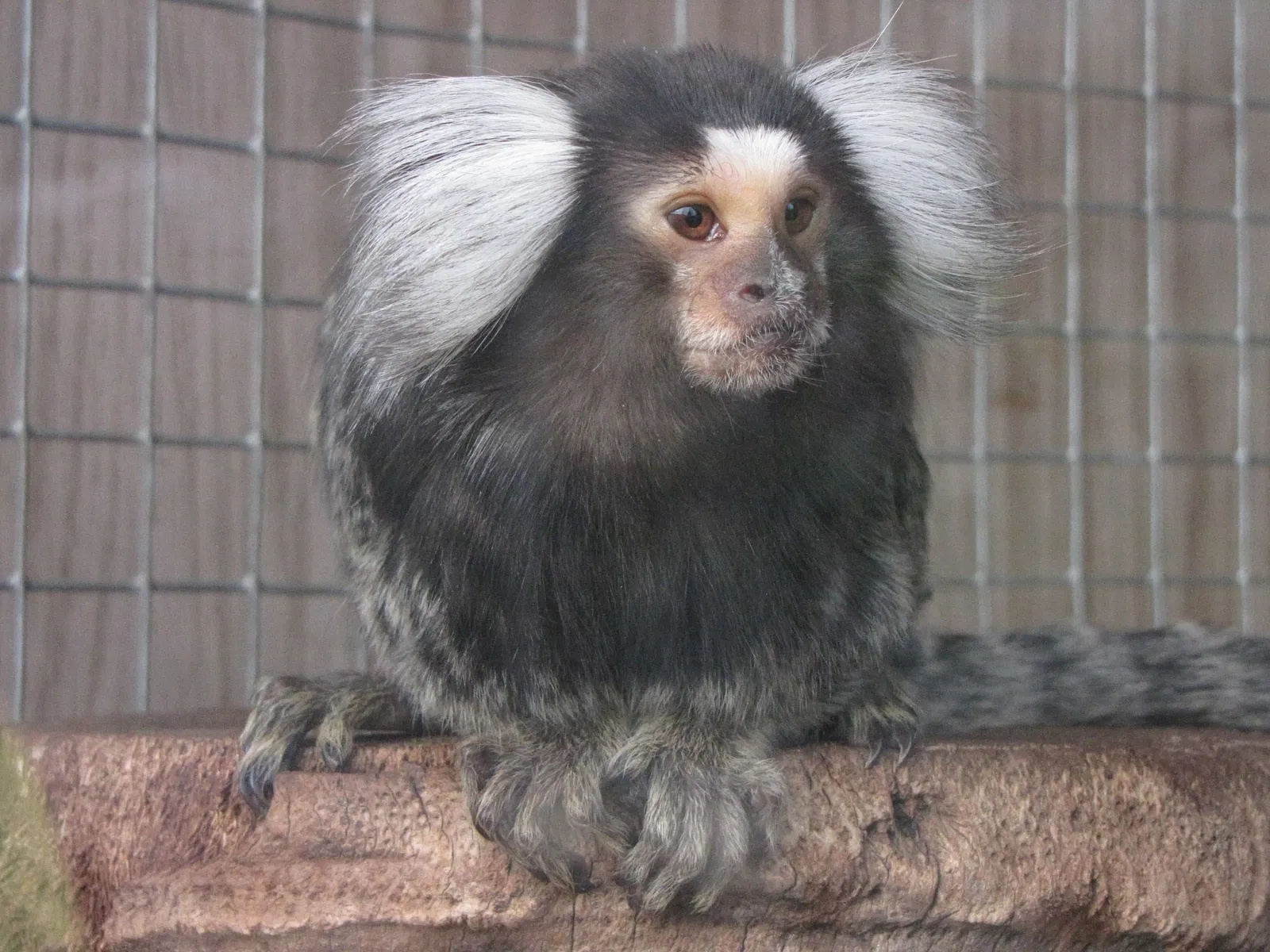 The Three Valleys Zoo