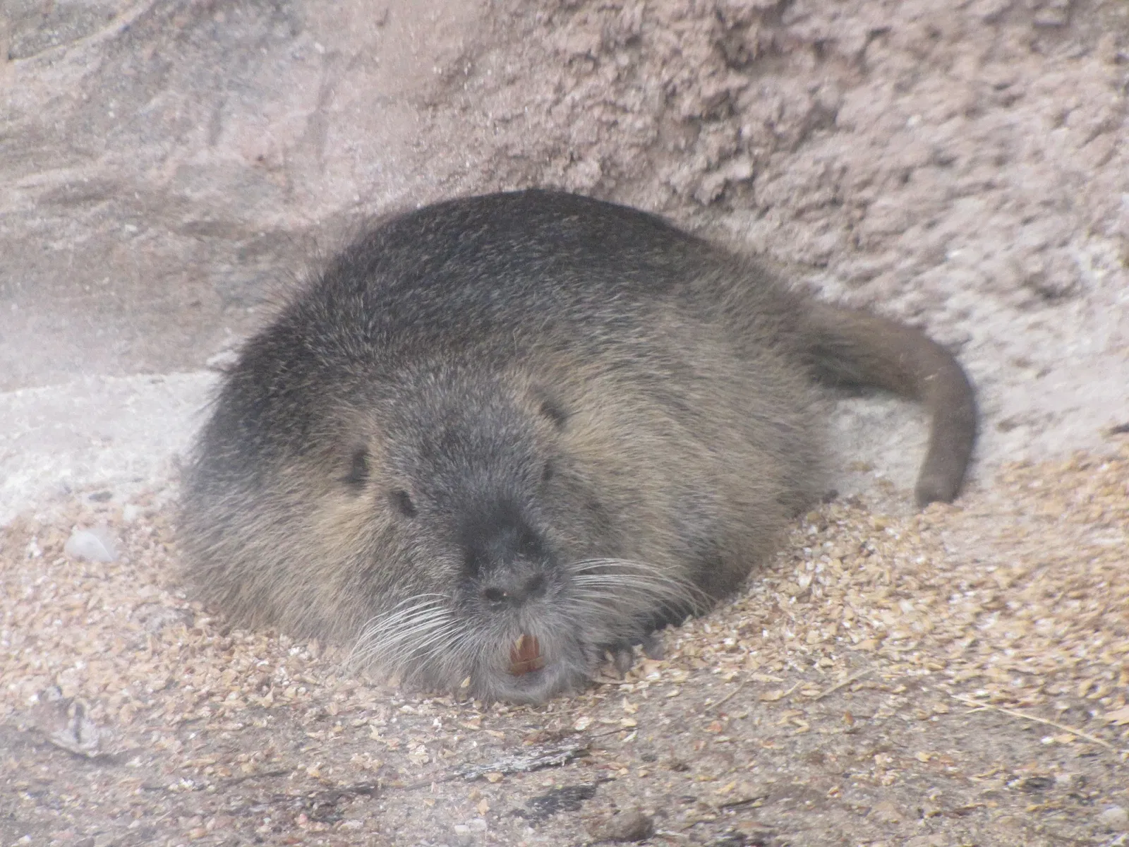 The Three Valleys Zoo