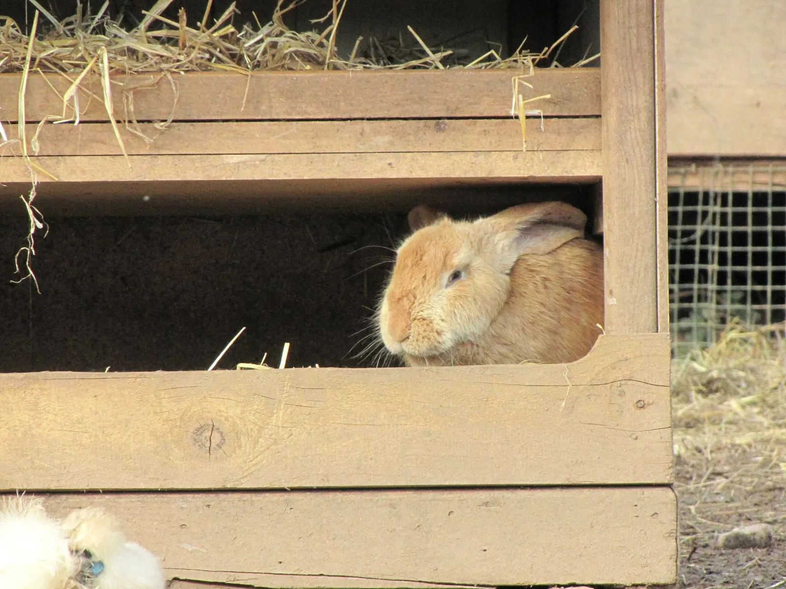 Zoo des 3 Vallées