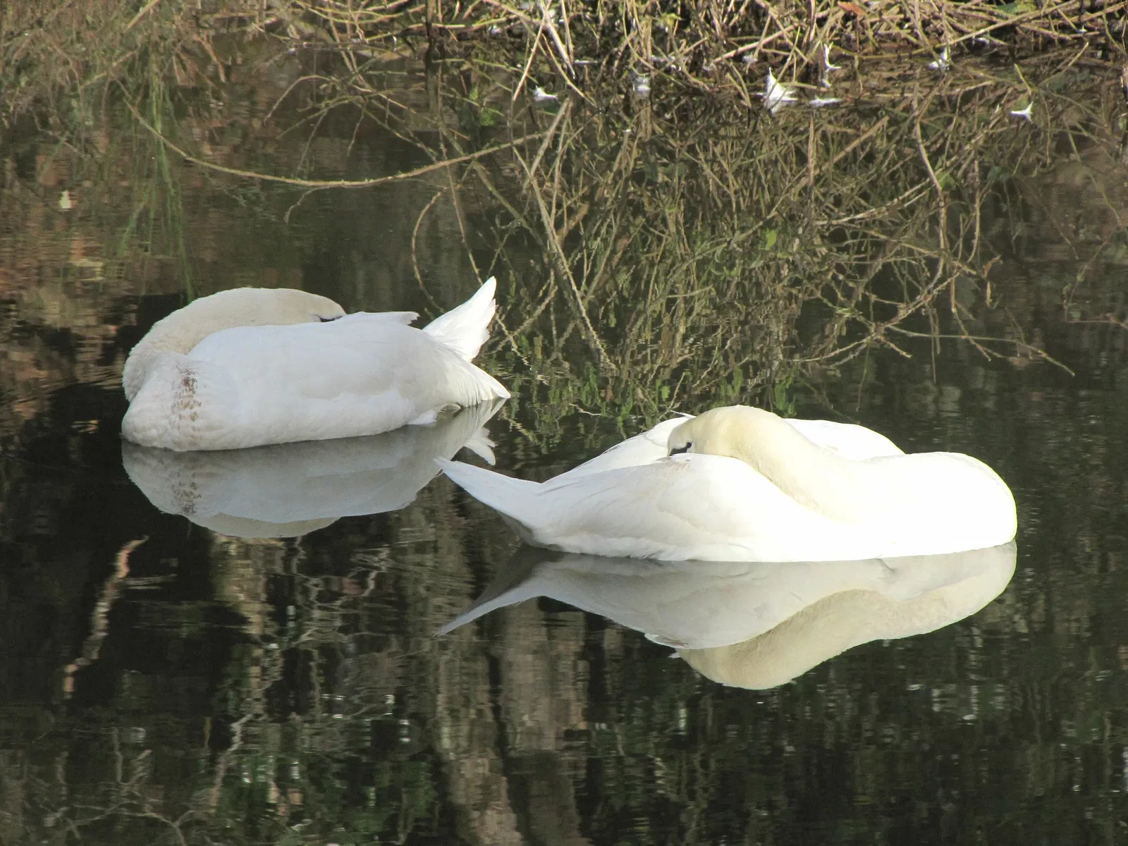 The Three Valleys Zoo