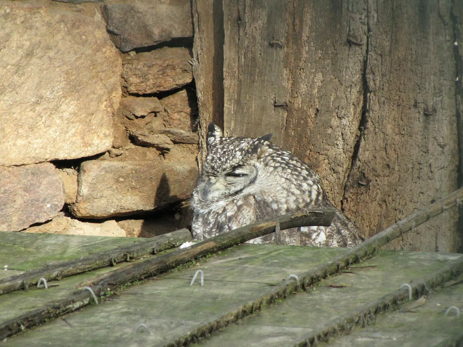 The Three Valleys Zoo