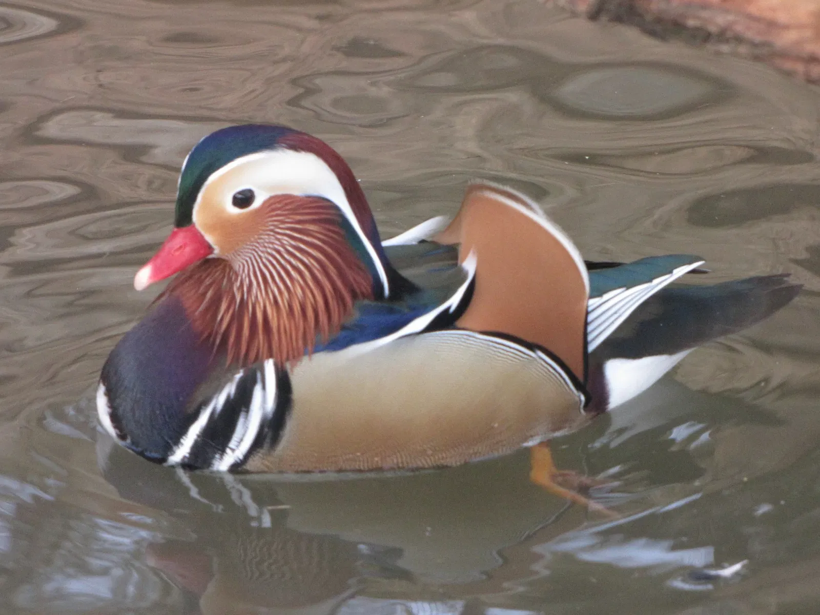 The Three Valleys Zoo