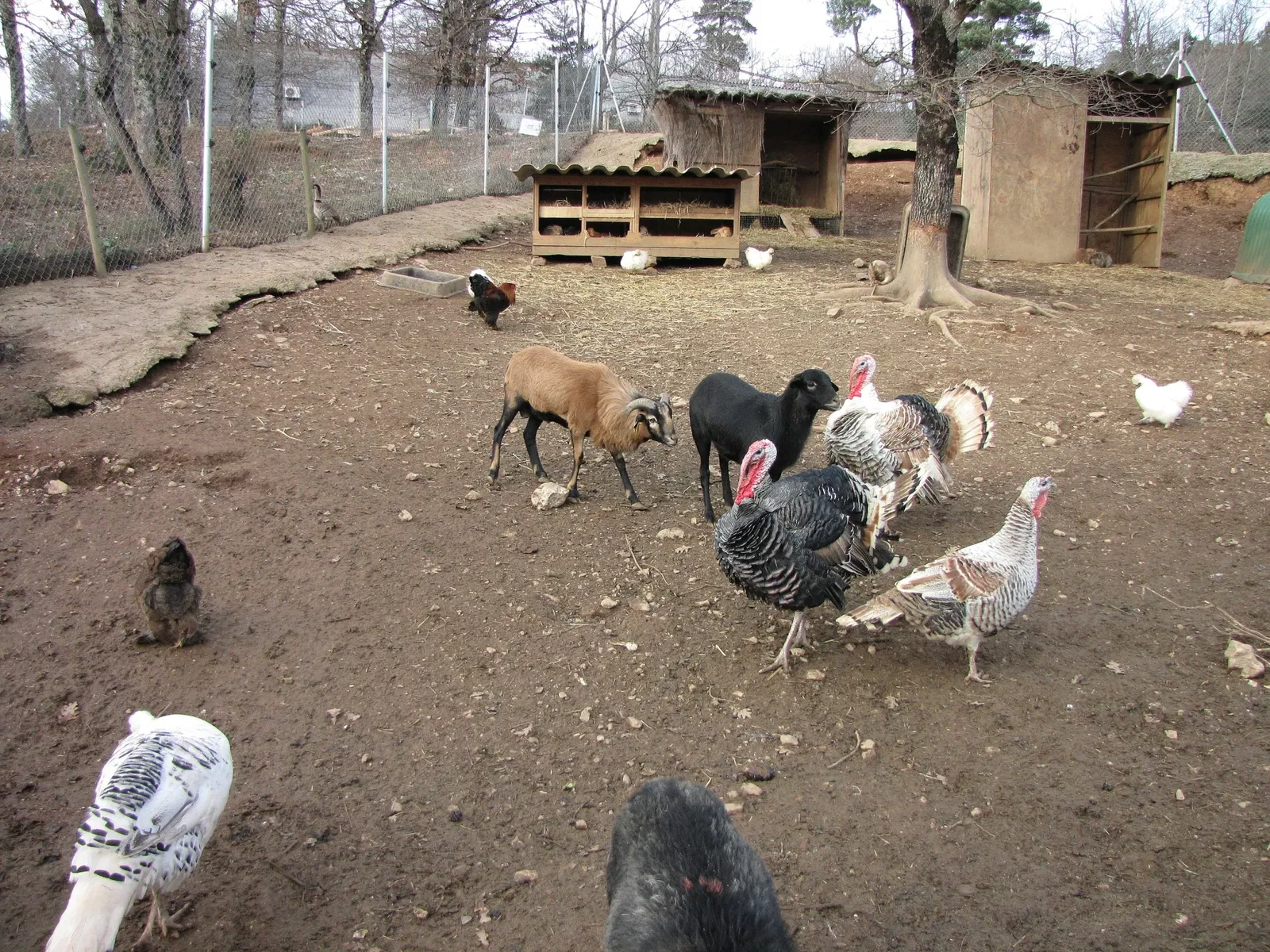 The Three Valleys Zoo