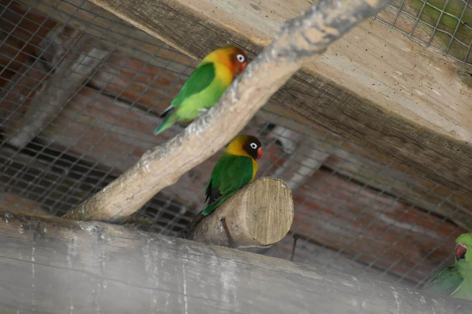 The Three Valleys Zoo