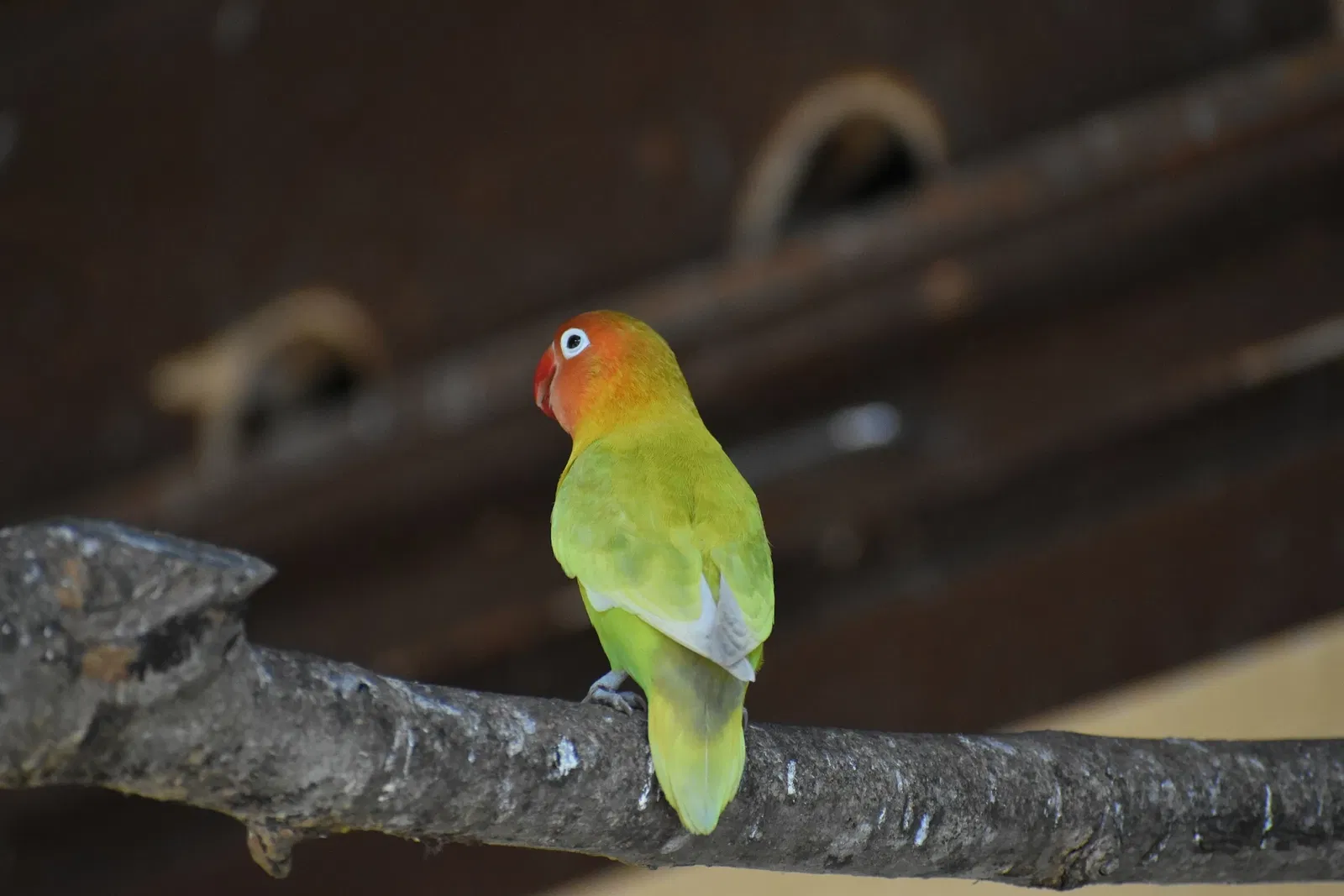 The Three Valleys Zoo