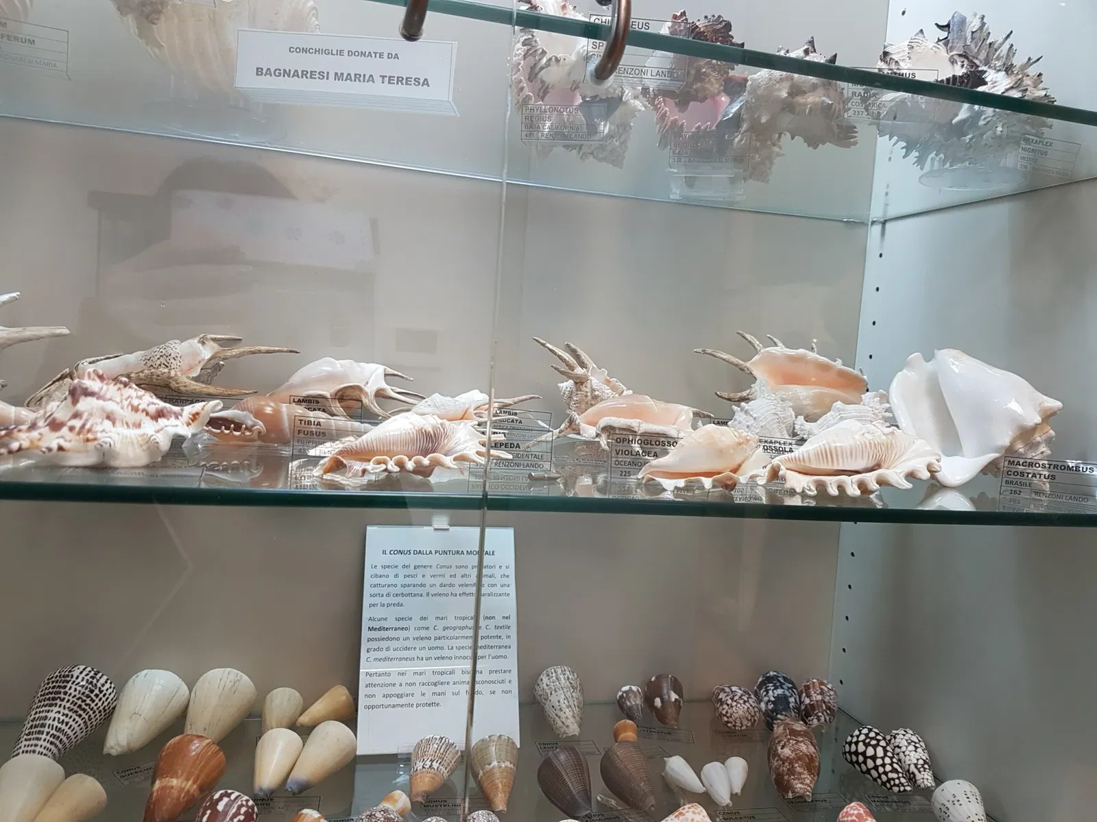 Palazzo Bracci Pagani - Museo di Scienze Naturali