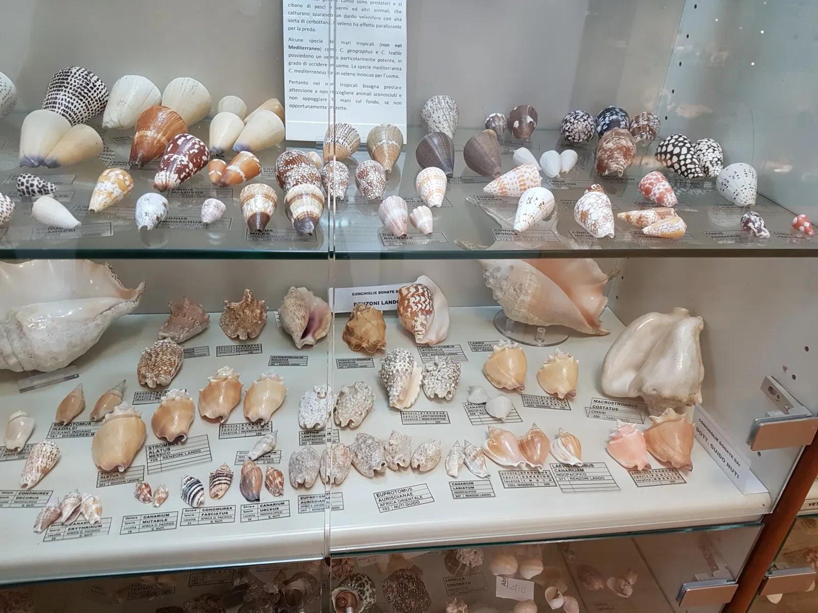 Palazzo Bracci Pagani - Museo di Scienze Naturali