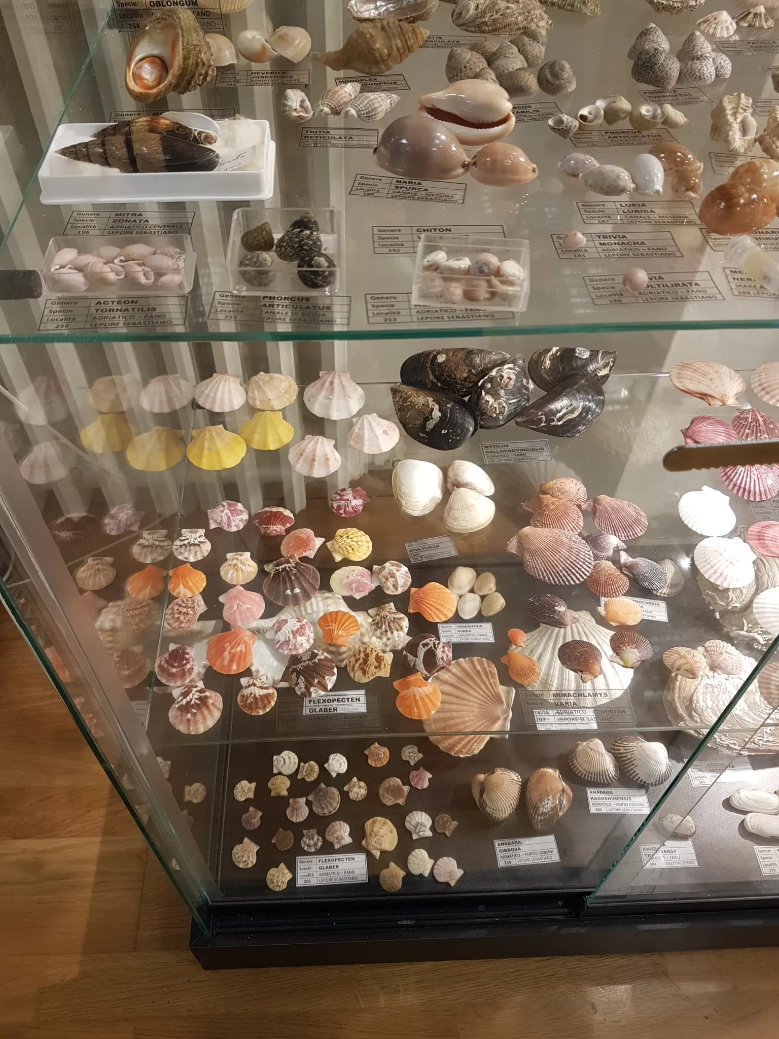 Palazzo Bracci Pagani - Museo di Scienze Naturali