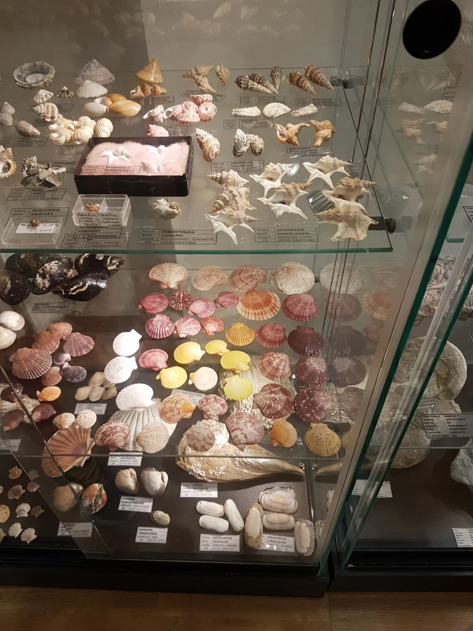 Palazzo Bracci Pagani - Museo di Scienze Naturali