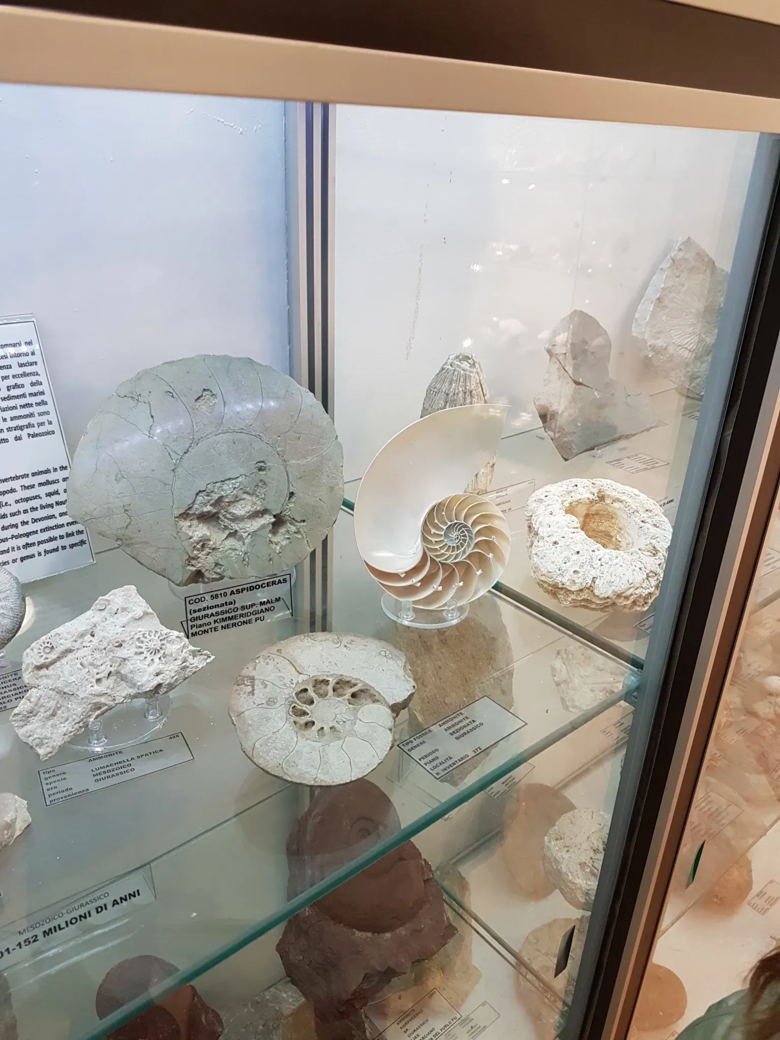 Palazzo Bracci Pagani - Museo di Scienze Naturali