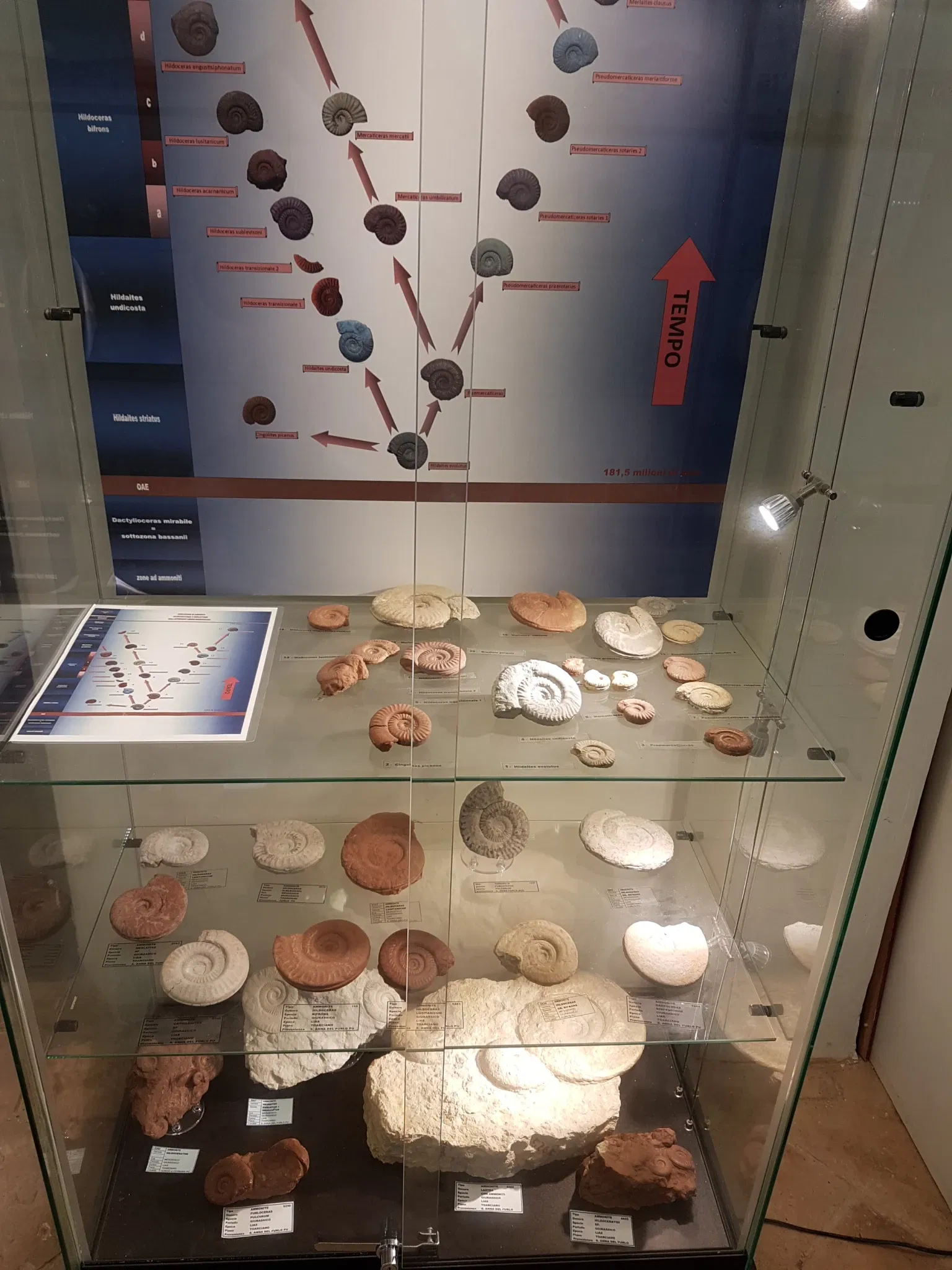 Palazzo Bracci Pagani - Museo di Scienze Naturali