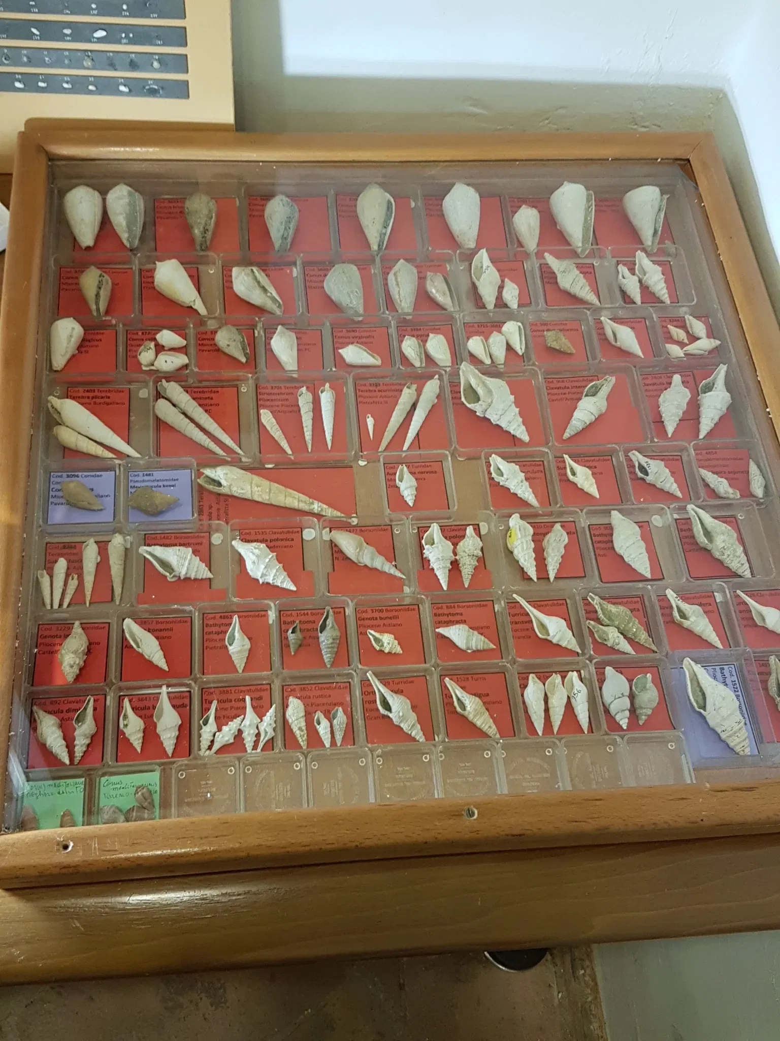 Palazzo Bracci Pagani - Museo di Scienze Naturali