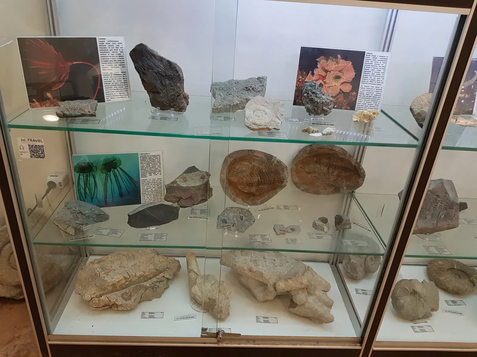 Palazzo Bracci Pagani - Museo di Scienze Naturali