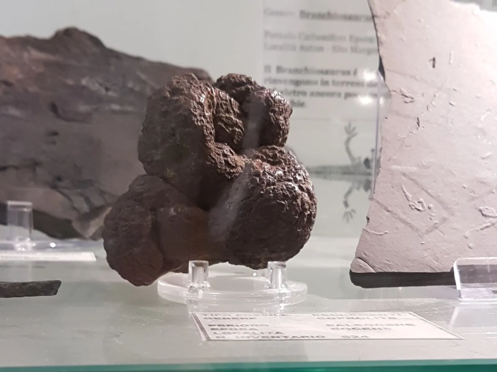 Palazzo Bracci Pagani - Museo di Scienze Naturali