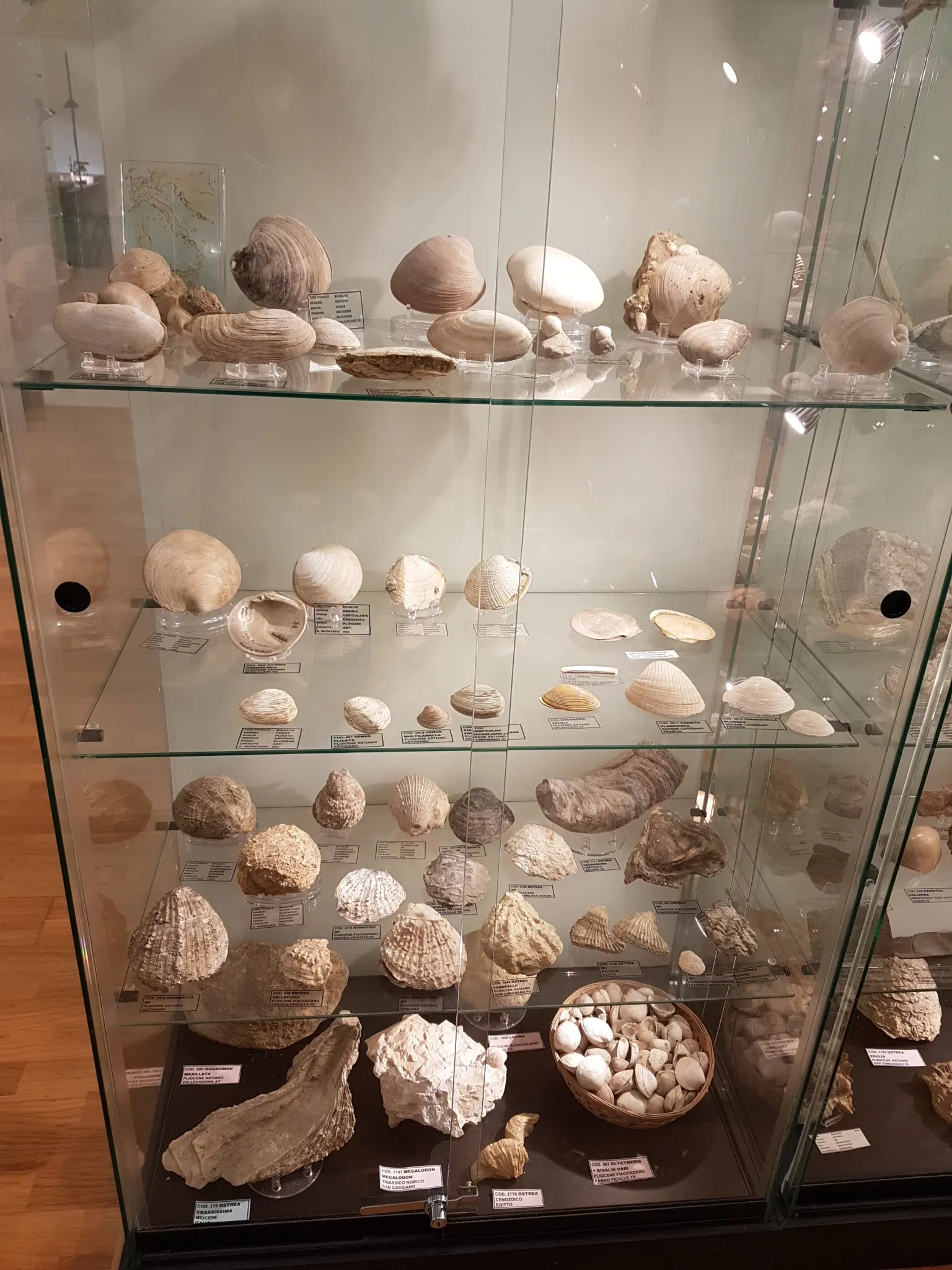 Palazzo Bracci Pagani - Museo di Scienze Naturali