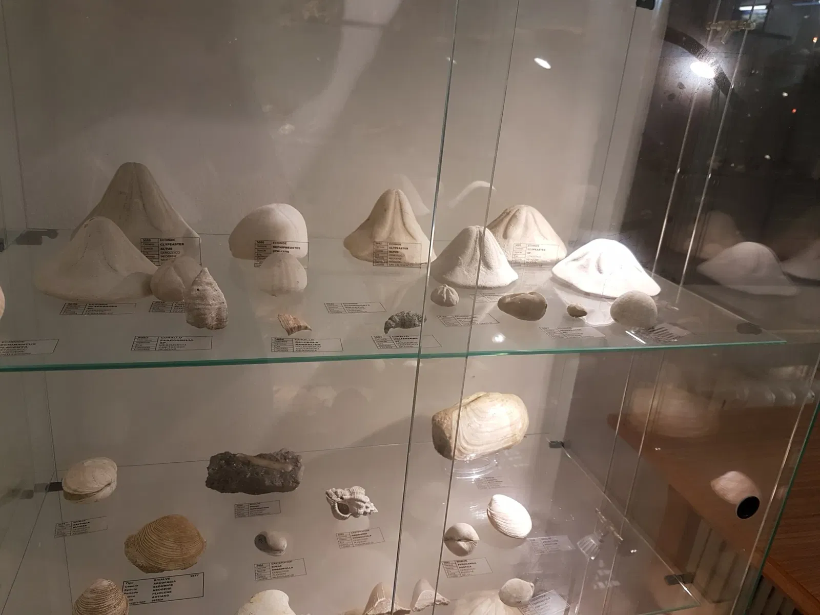 Palazzo Bracci Pagani - Museo di Scienze Naturali