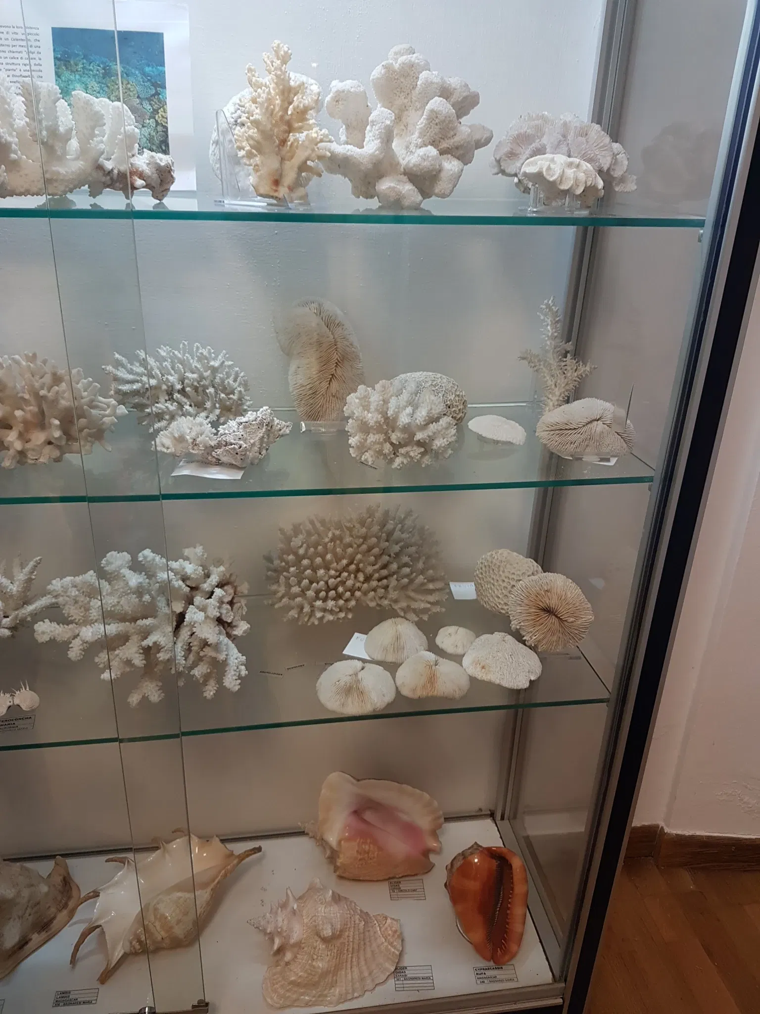 Palazzo Bracci Pagani - Museo di Scienze Naturali