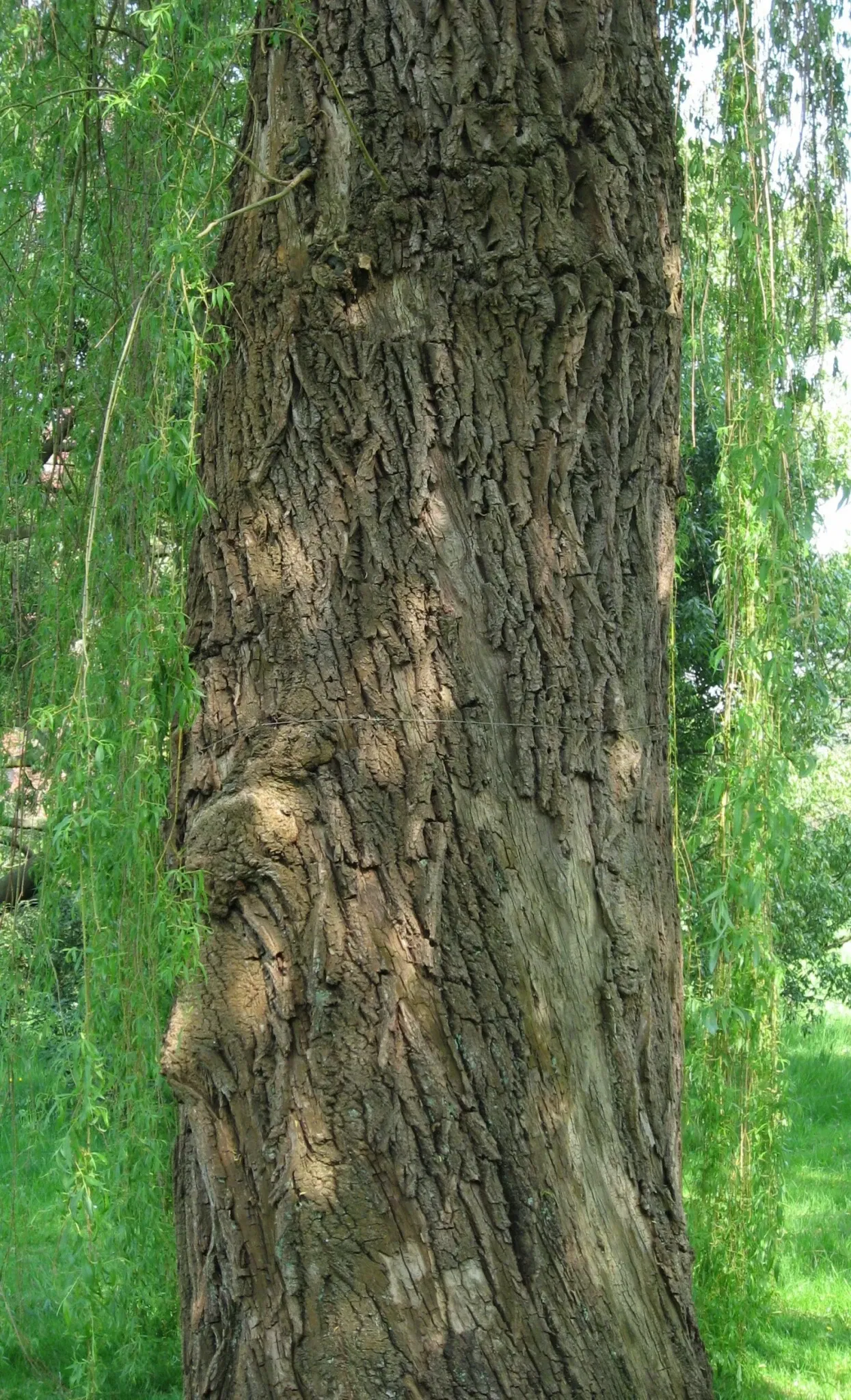 Arboretum de la Vallée-aux-Loups