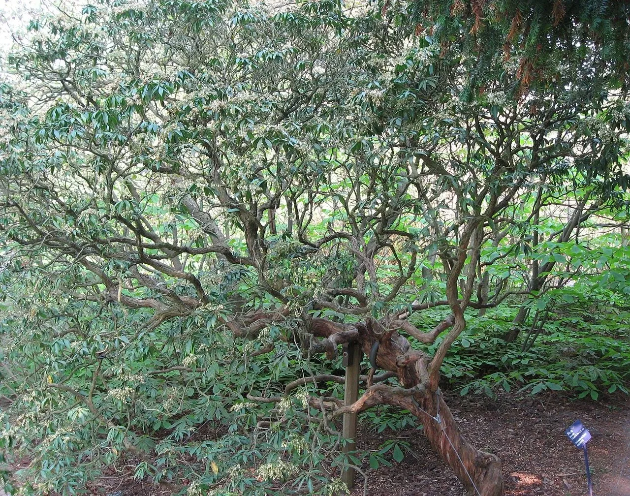 Arboretum de la Vallée-aux-Loups