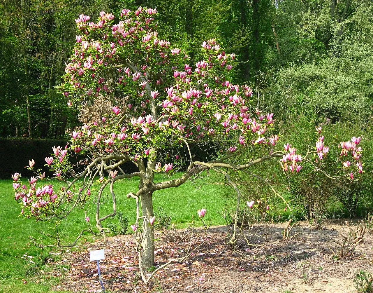 Arboretum de la Vallée-aux-Loups
