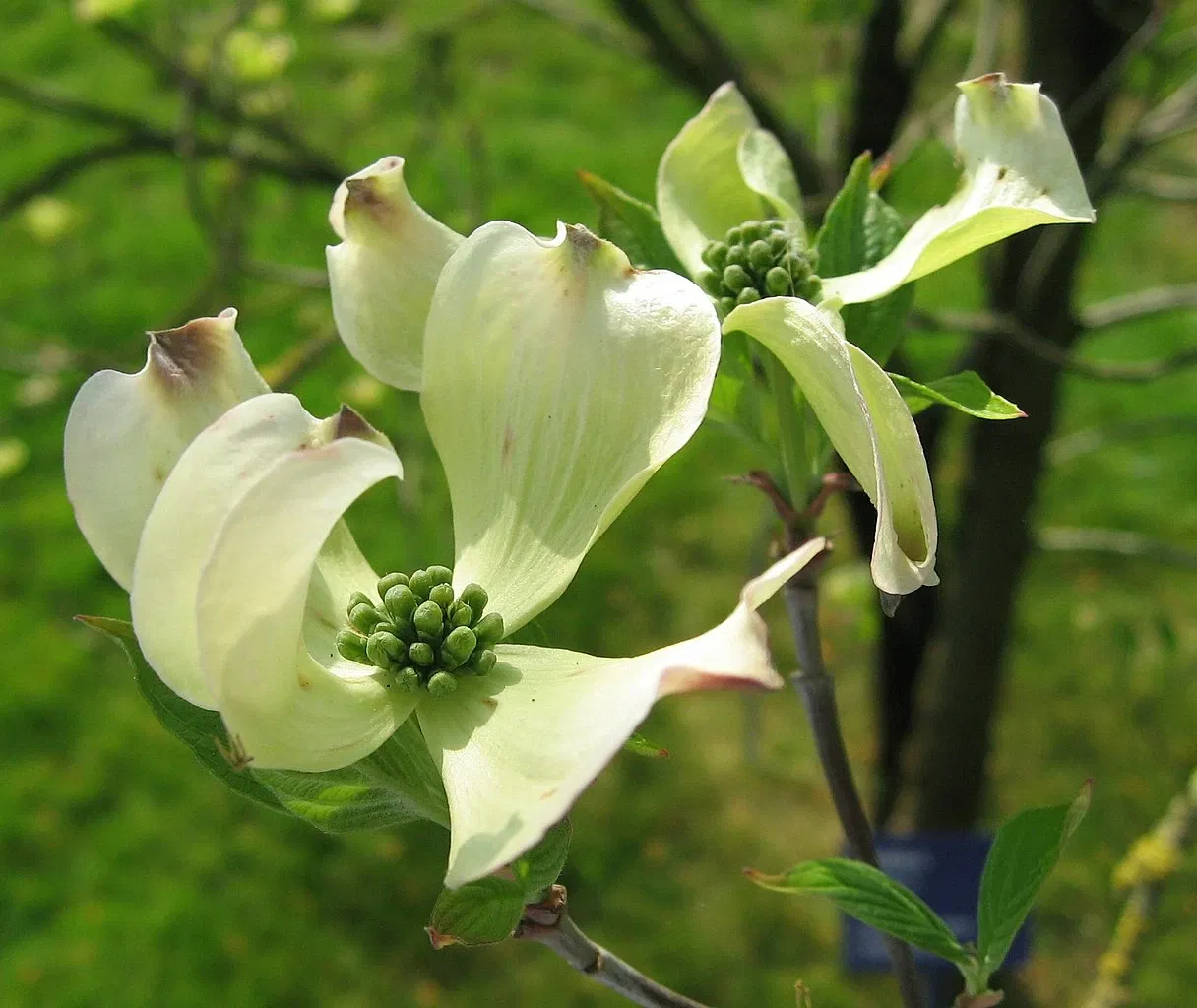 Arboretum de la Vallée-aux-Loups