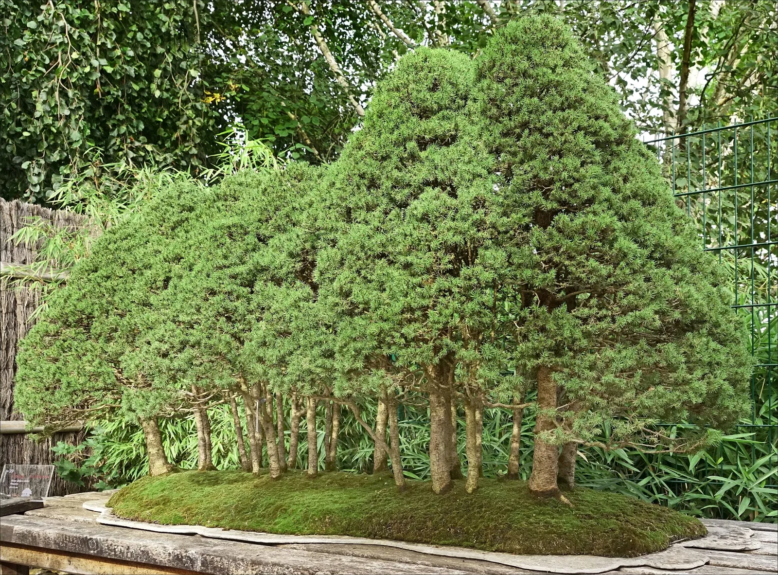 Arboretum de la Vallée-aux-Loups