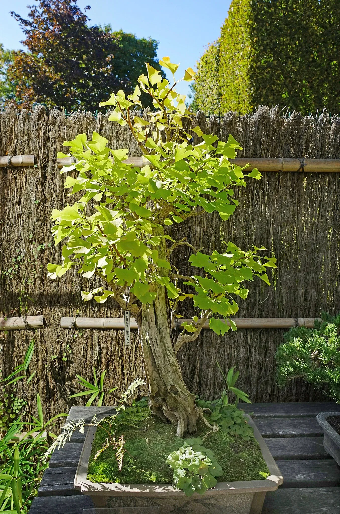 Arboretum de la Vallée-aux-Loups