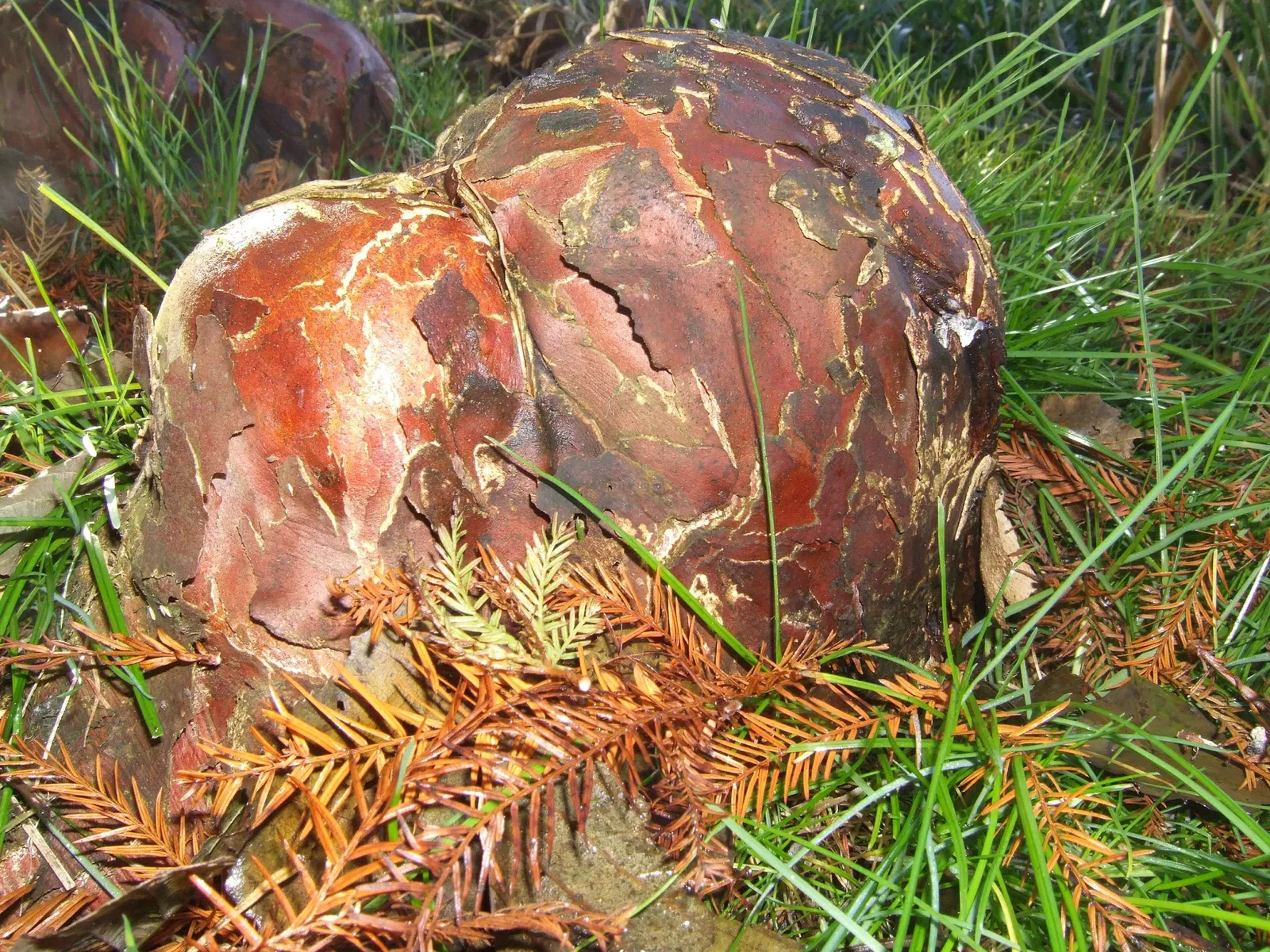 Arboretum de la Vallée-aux-Loups