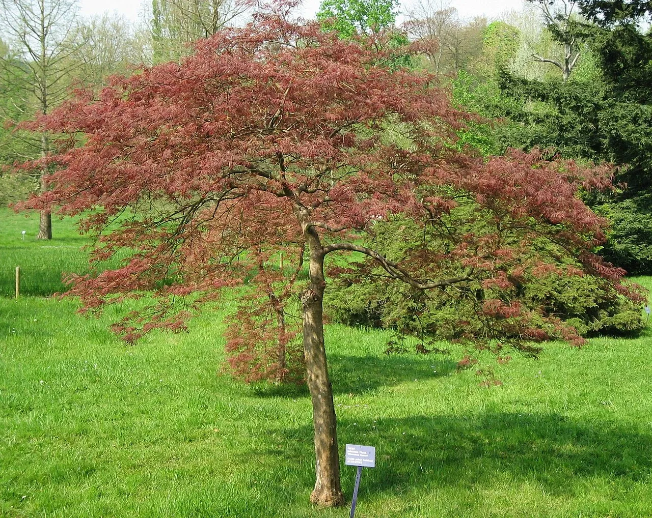 Arboretum de la Vallée-aux-Loups