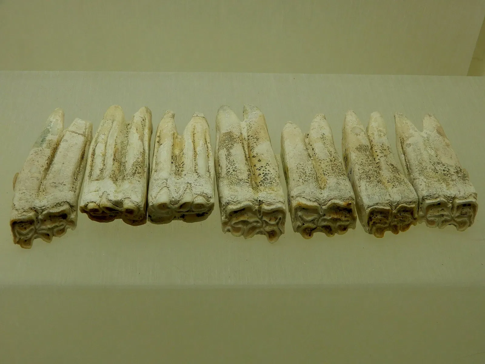 Musée Archéologique du Val d'Oise