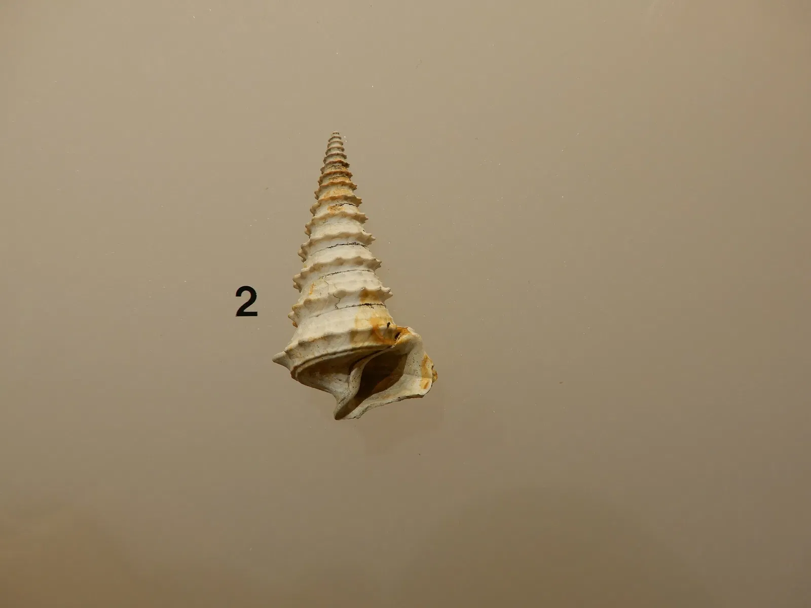 Musée Archéologique du Val d'Oise