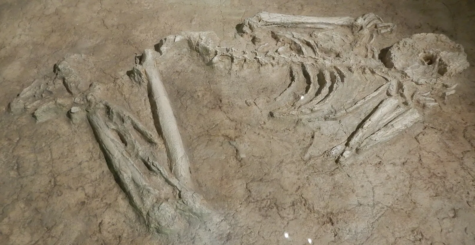 Musée Archéologique du Val d'Oise