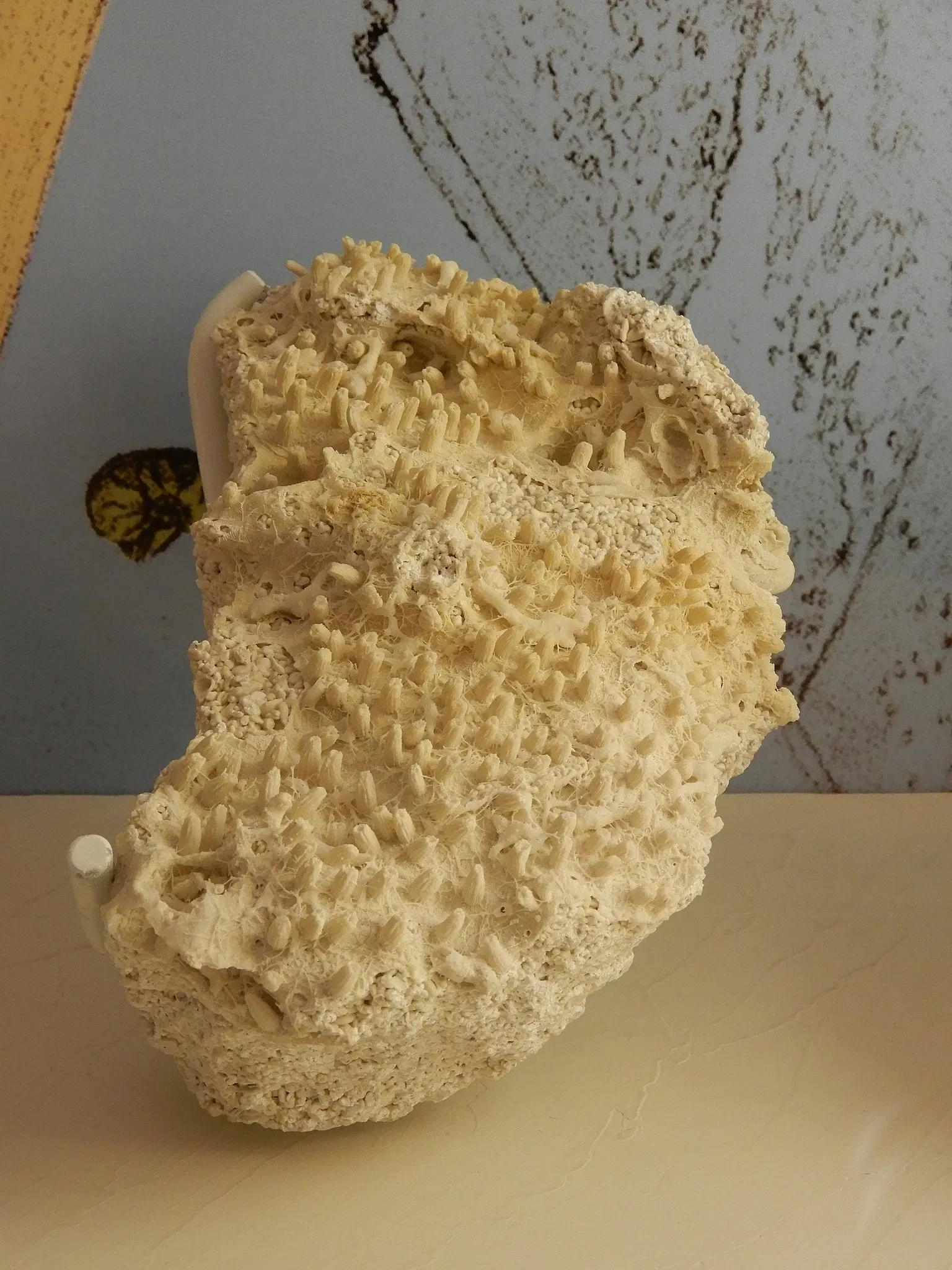 Musée Archéologique du Val d'Oise