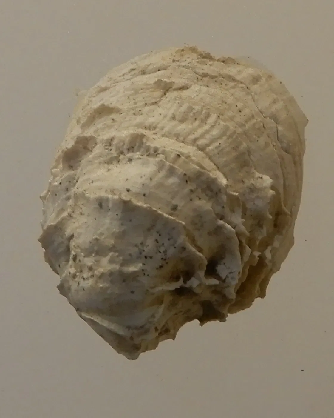 Musée Archéologique du Val d'Oise