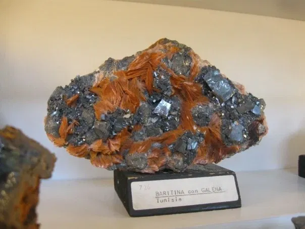 Museo Paleontologico Scienze della Terra del GAMPS