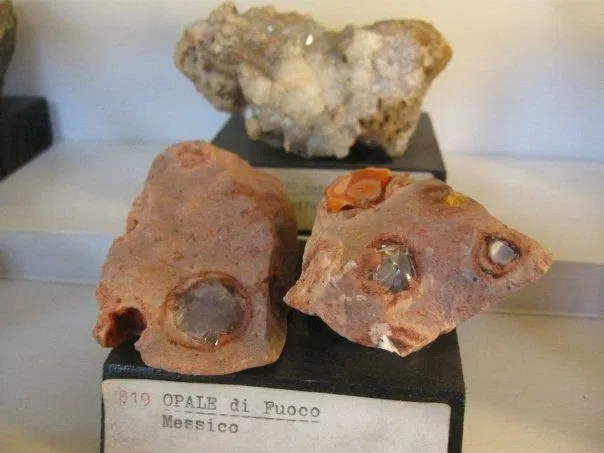 Museo Paleontologico Scienze della Terra del GAMPS