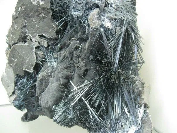 Museo Paleontologico Scienze della Terra del GAMPS