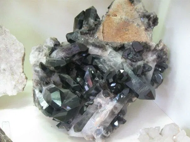 Museo Paleontologico Scienze della Terra del GAMPS