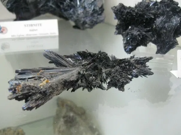 Museo Paleontologico Scienze della Terra del GAMPS