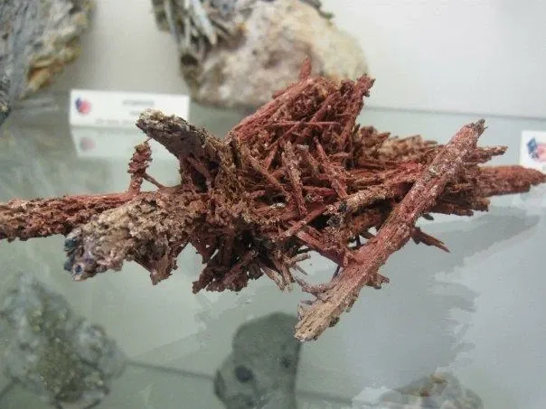 Museo Paleontologico Scienze della Terra del GAMPS