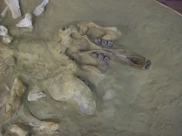 Museo Paleontologico Scienze della Terra del GAMPS